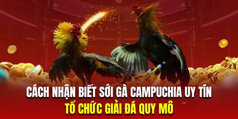 Nhận biết sới gà nào ở campuchia uy tín thông qua những trận đấu quy mô