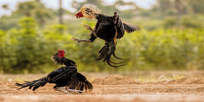 Tỷ lệ trả thưởng hấp dẫn